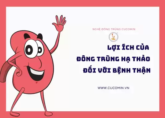 Công dụng của đông trùng hạ thảo đối với người bệnh thận